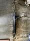 Audi A6 C7 A7 4g Electric Power Steering Rack 4g0909144k 4g2423105c 2012-2018 S3