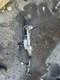 Range Rover Evoque 2.2d 2011-2015 Electric Power Steering Rack 7806177877